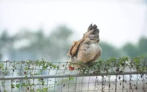 桑叶菜好吃吗,桑叶茶的功效与图片