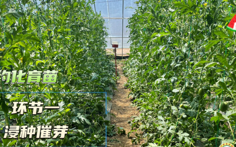 设施西瓜如何实现高效栽培,高级农艺师西瓜整枝种植技术