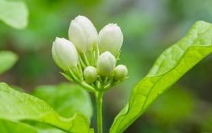 茉莉花只长叶子不长花苞怎么办(茉莉花修剪后不长叶子怎么回事)