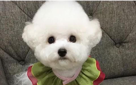 养狗新手入门必知小比熊犬