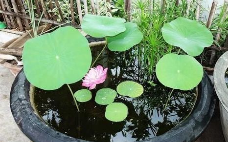 水养植物杀虫,水养植物水里的虫子选什么杀虫剂