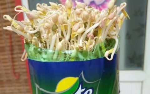 可乐瓶豆芽制作方法图片