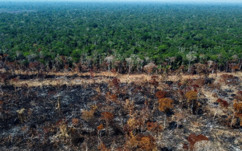 中国真白干了？全球1年砍伐森林超41000km²，27亿吨CO₂进入大气