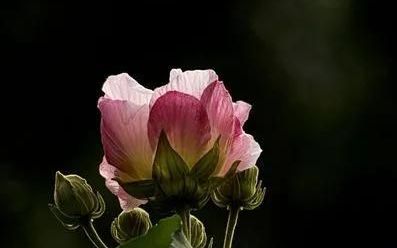 各种花的花语(各种花的花语的软件)