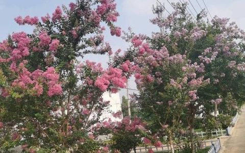 紫薇花是夏季靓丽的一道风景线(紫薇花承载了夏天的浪漫)