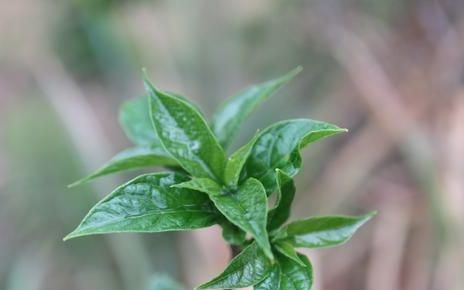 南方山林里有1种植物，气臭味苦，用它煎蛋却鲜香可口，别具风味