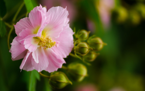 芙蓉花的养殖方法和注意事项