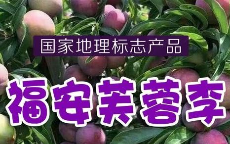 福建芙蓉李几月份成熟