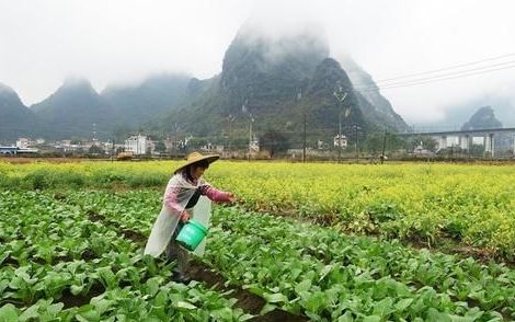 化肥农药怎么改良土壤,农药土壤肥料有哪些