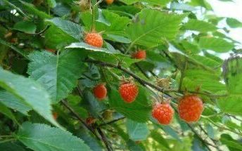 野草莓成熟季节,野草莓是什么季节成熟